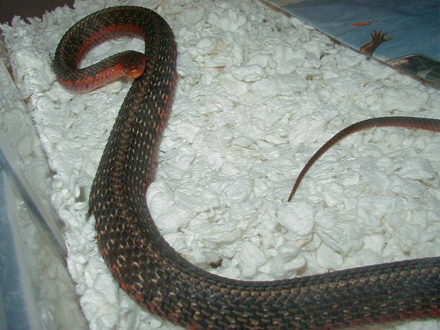 Eastern Double het albino x flame adult female gravid