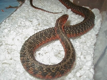 Eastern Double het albino x flame adult female gravid