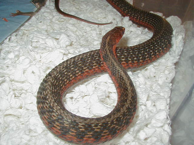 Eastern Double het albino x flame adult female gravid