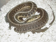 Eastern Double het snow Schuett adult female gravid