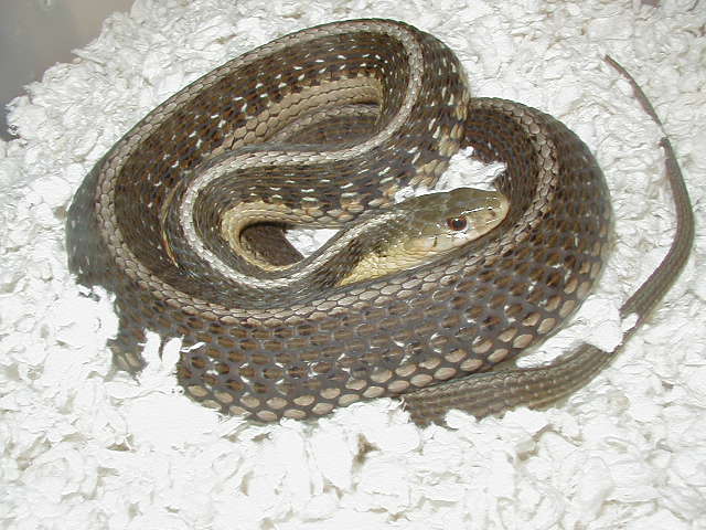Eastern Double het snow Schuett adult female gravid