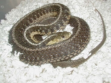 Eastern Double het snow Schuett adult female gravid