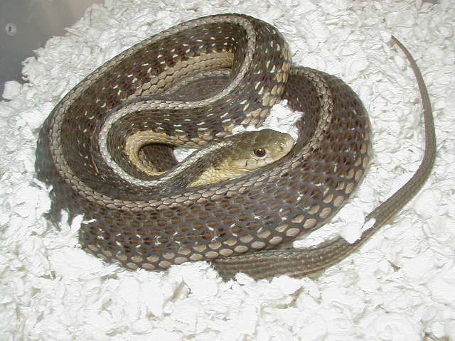 Eastern Double het snow Schuett adult female gravid