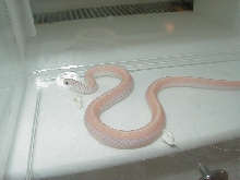 Leucistic Eastern garter adult male