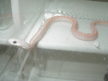 Leucistic Eastern garter adult male