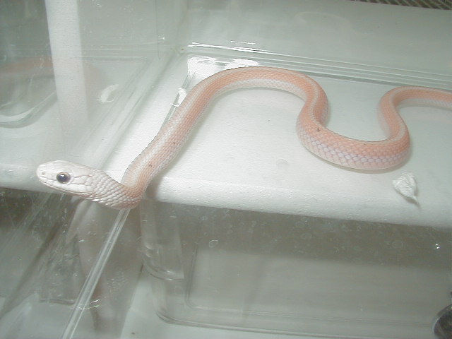 Leucistic Eastern garter adult male