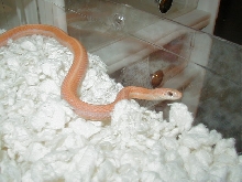 Leucistic flame Eastern garter adult male