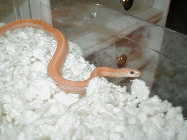 Leucistic flame Eastern garter adult male
