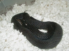 04 24 2008 22 Eastern melanistic adult female gravid
