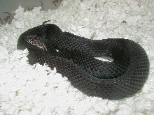 04 24 2008 21 Eastern melanistic adult female gravid