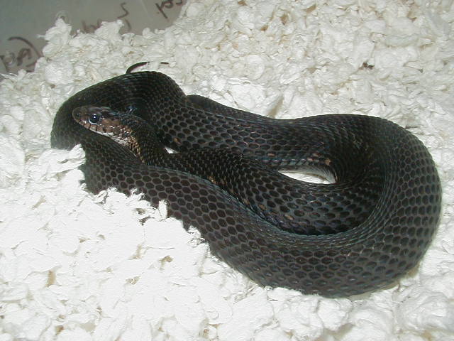 04 24 2008 21 Eastern melanistic adult female gravid