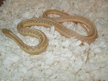04 26 2008 41 Eastern albino NY strain adult male