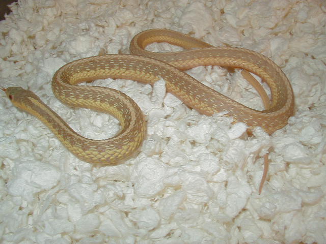 04 26 2008 41 Eastern albino NY strain adult male