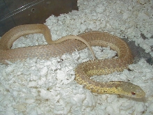 04 26 2008 101 Eastern albino Schuett strain adult female gravid