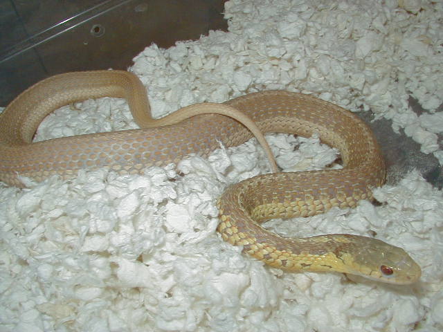 04 26 2008 101 Eastern albino Schuett strain adult female gravid