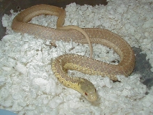 04 26 2008 10 Eastern albino Schuett strain adult female gravid