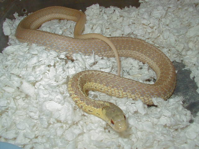 04 26 2008 10 Eastern albino Schuett strain adult female gravid