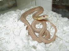 Eastern albino Schuett strain adult male
