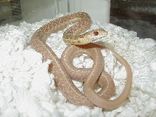 XX 04 26 2008 21 Eastern albino Schuett strain adult male