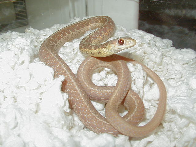 XX 04 26 2008 21 Eastern albino Schuett strain adult male