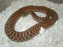 04 26 2008 2 Eastern Erythristic Florida adult female gravid