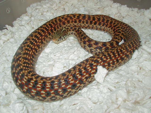 04 26 2008 2 Eastern Erythristic Florida adult female gravid