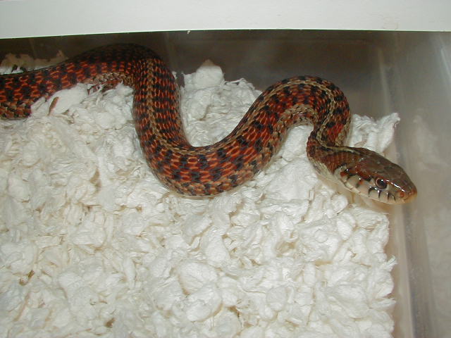 Myrtle Beach Eastern Erythristic adult female possibly gravid