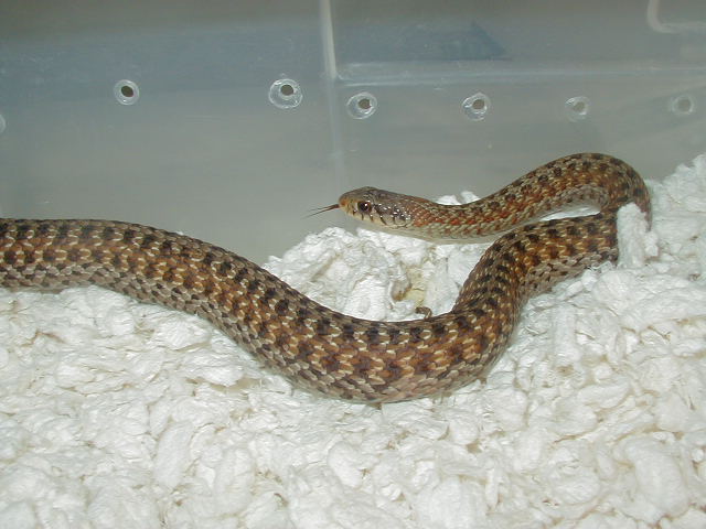 04 26 2008 4 Greenish Fla erythristic female