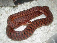 Eastern Erythristic adult female gravid