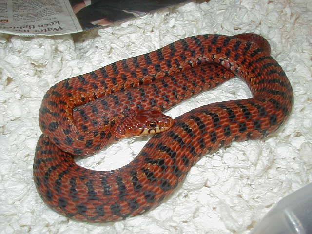 Eastern Erythristic adult female gravid