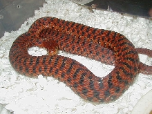 XX Eastern Erythristic adult female gravid