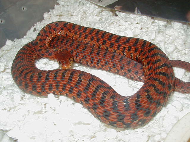 XX Eastern Erythristic adult female gravid