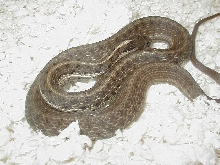 Fulvus adult female possibly gravid
