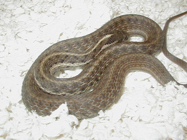Fulvus adult female possibly gravid