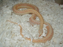 04 24 2008 16 Plains xmas albino adult female gravid