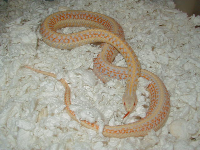 04 24 2008 16 Plains xmas albino adult female gravid