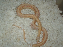 04 24 2008 17 Plains xmas albino adult female gravid