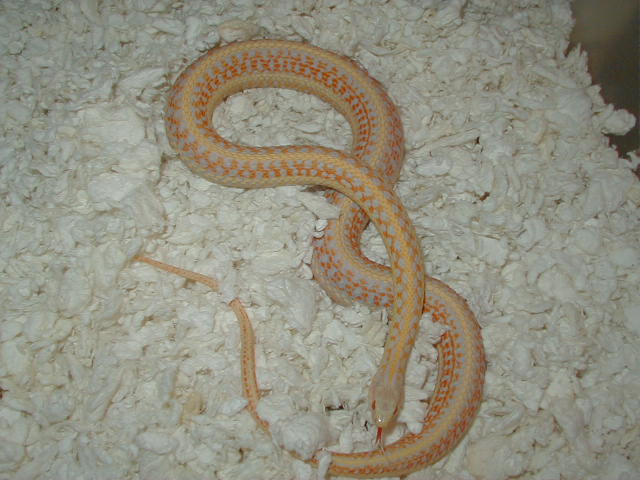04 24 2008 17 Plains xmas albino adult female gravid