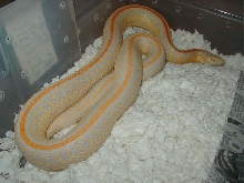 04 24 2008 18 Plains Hybino adult female possibly gravid