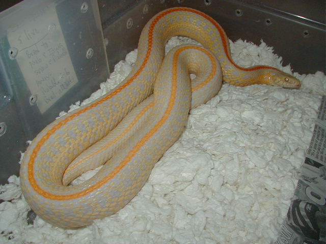 04 24 2008 18 Plains Hybino adult female possibly gravid