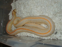 04 24 2008 19 Plains Hybino adult female possibly gravid
