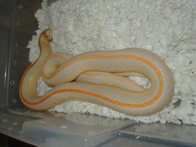 04 24 2008 19 Plains Hybino adult female possibly gravid