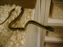 Plains Hybino het adult male