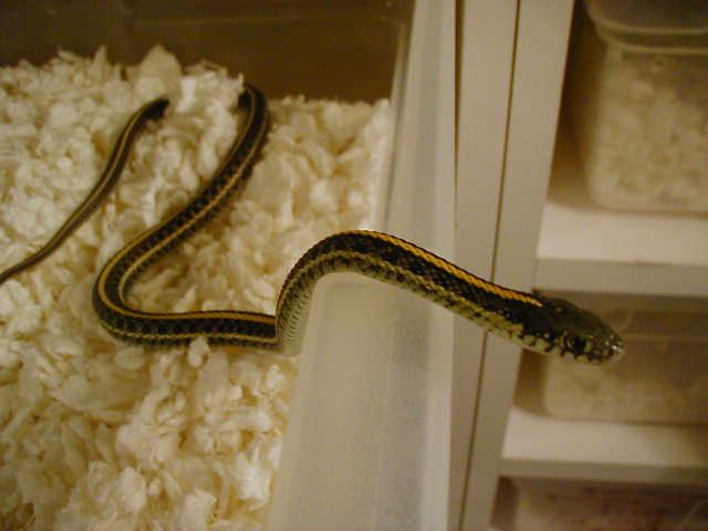 Plains Hybino het adult male