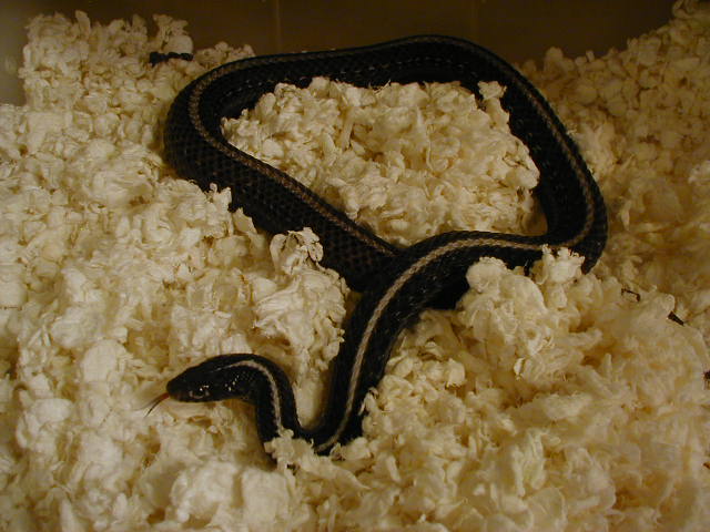 04 24 2008 11 Plains Quad het adult female gravid