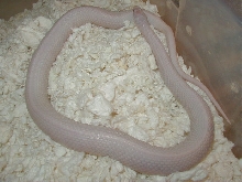 yPlains Snow Iowa adult female gravid 04 24 2008 10