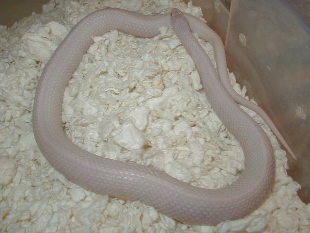 yPlains Snow Iowa adult female gravid 04 24 2008 10