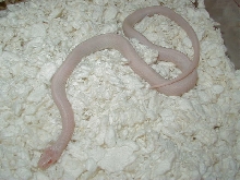 Plains Snow Iowa adult male