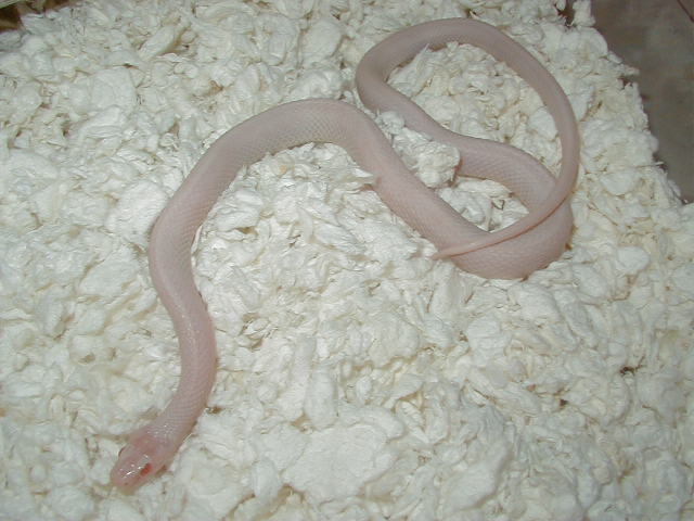 Plains Snow Iowa adult male