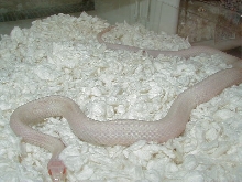 04 24 2008 9 Plains Snowbino Iowa adult male